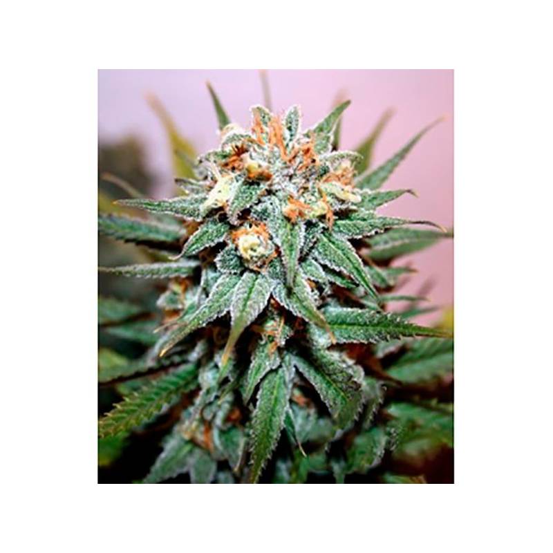 Hash Bomb Feminizada de Bomb Seeds