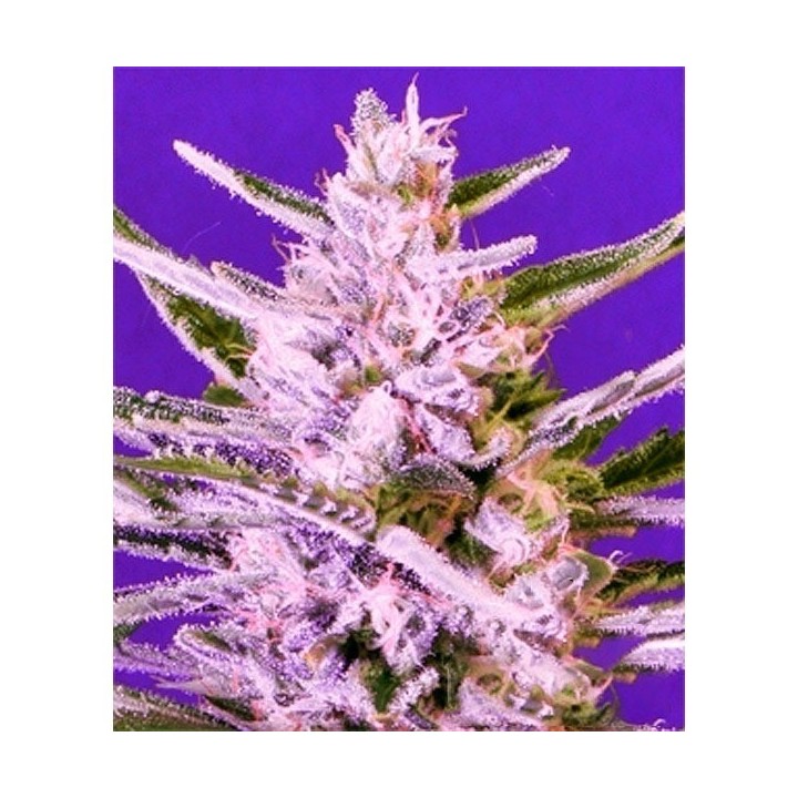 Ice Bomb Feminizada de Bomb Seeds
