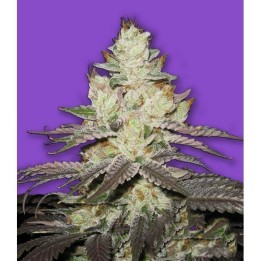 Killer Purps Feminizada de Bomb Seeds