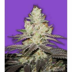 Killer Purps Feminizada de Bomb Seeds