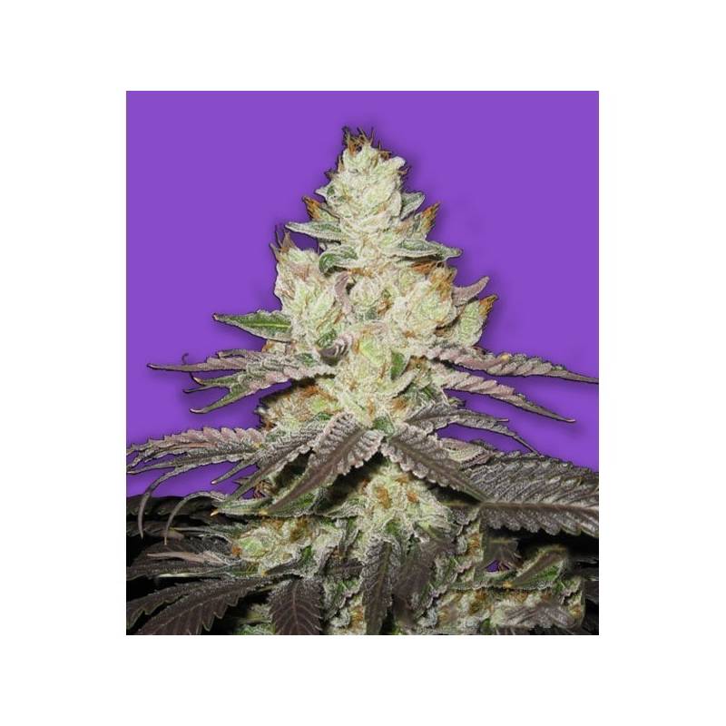 Killer Purps Feminizada de Bomb Seeds