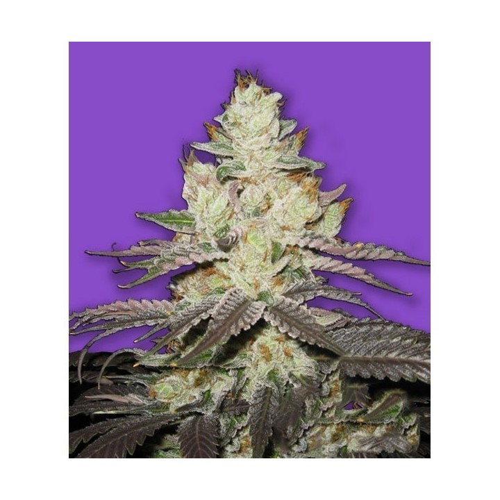 Killer Purps Feminizada de Bomb Seeds