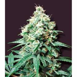 Kush Bomb Feminizada de Bomb Seeds