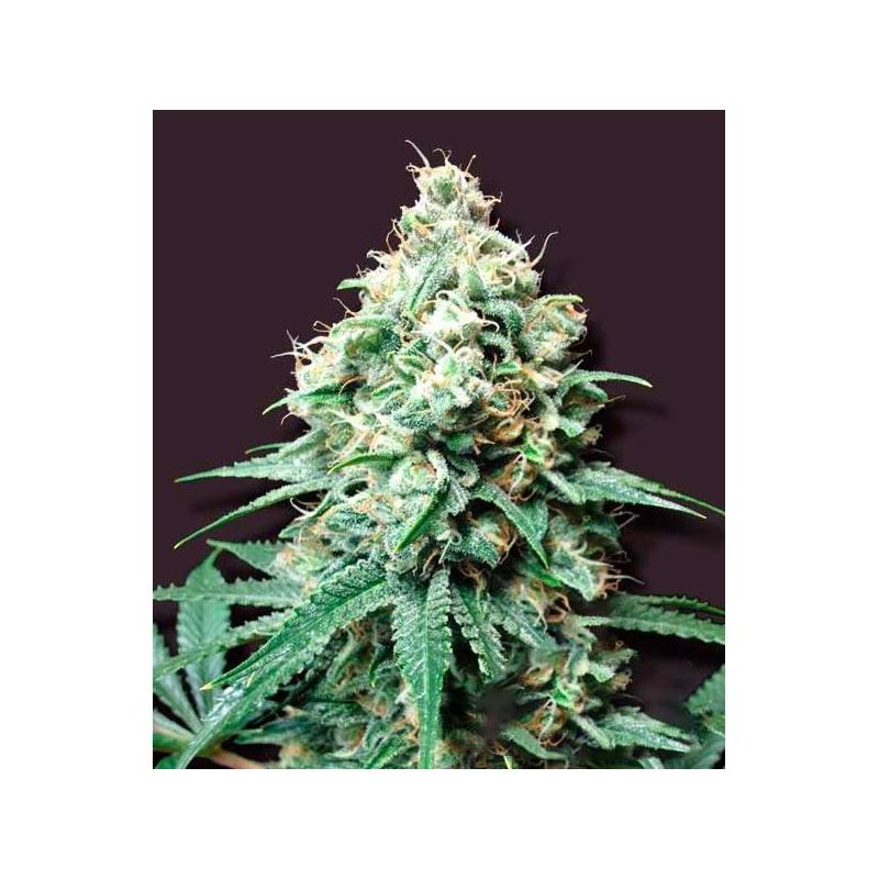 Kush Bomb Feminizada de Bomb Seeds