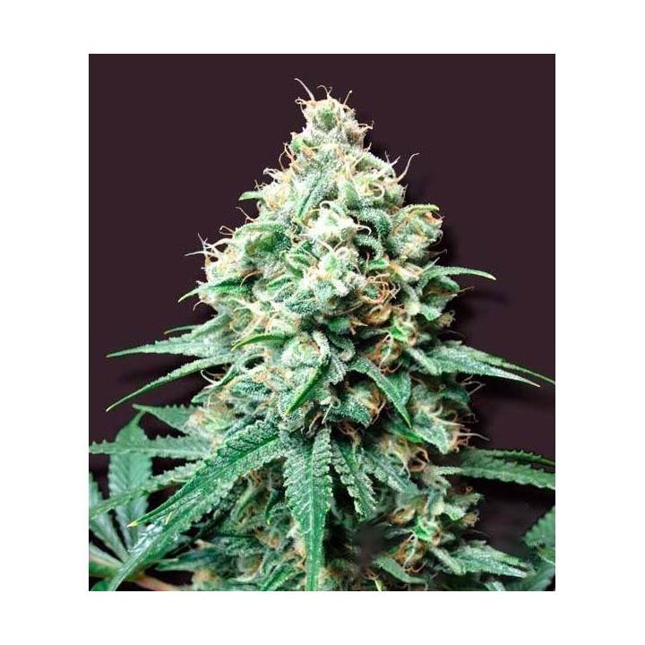 Kush Bomb Feminizada de Bomb Seeds
