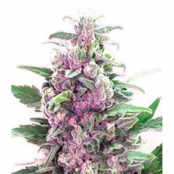 THC Bomb Feminizada de Bomb Seeds