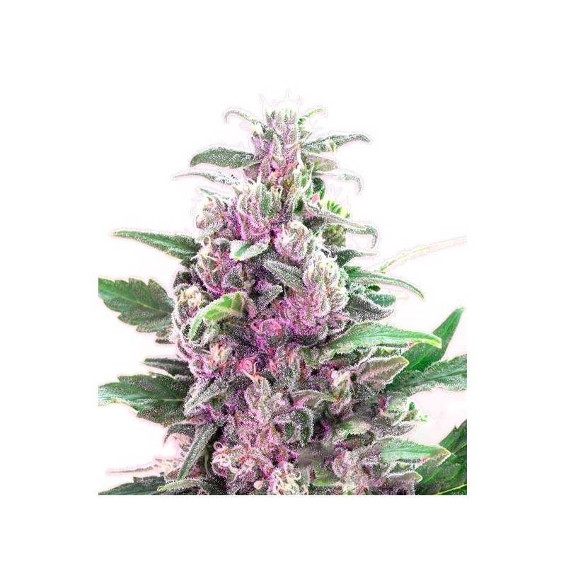 THC Bomb Feminizada de Bomb Seeds