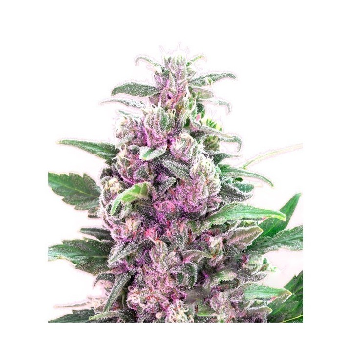 THC Bomb Autofloreciente Feminizada de Bomb Seeds
