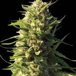 Critical Feminizada de Cbd Seeds