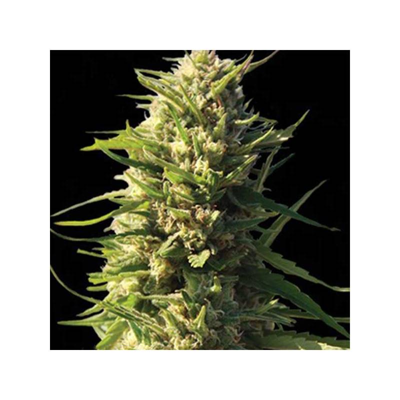 Critical Feminizada de Cbd Seeds