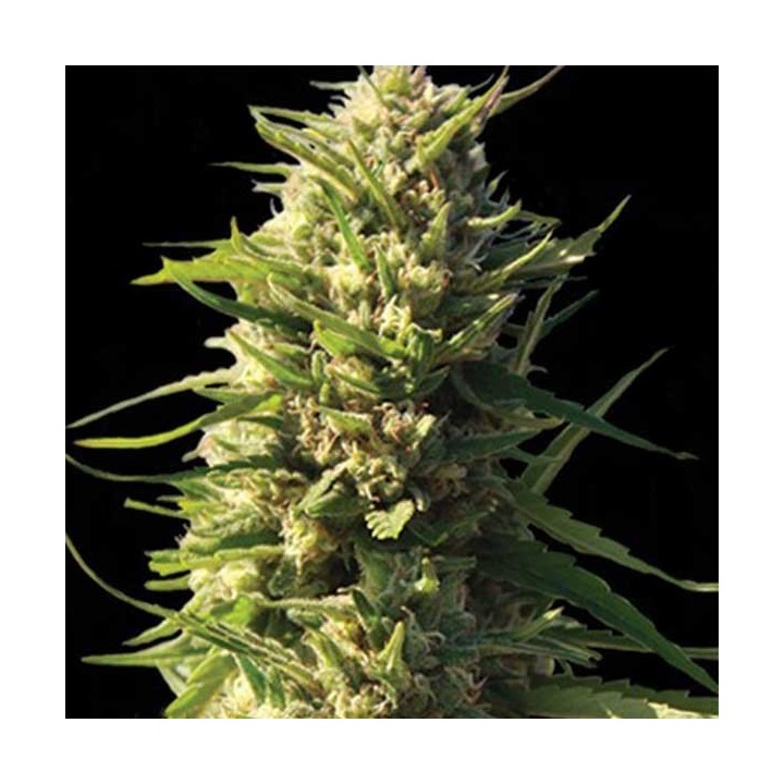 Critical Feminizada de Cbd Seeds