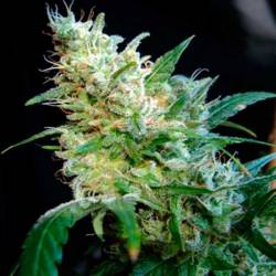 Diesel Feminizada de Cbd Seeds