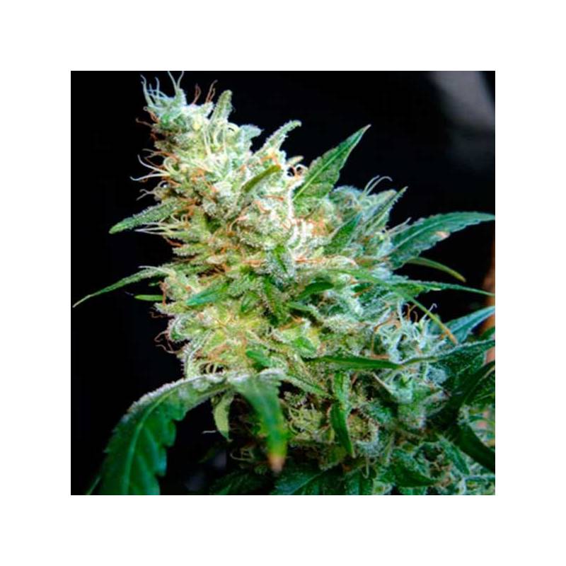 Diesel Feminizada de Cbd Seeds