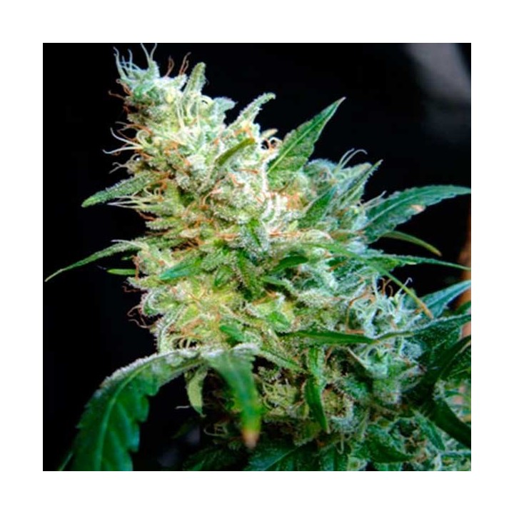Diesel Feminizada de Cbd Seeds