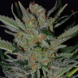 Domina Feminizada de Cbd Seeds