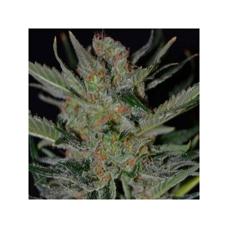 Domina Feminizada de Cbd Seeds