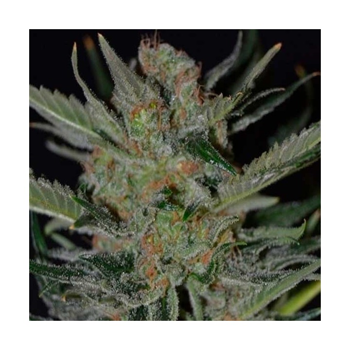 Domina Feminizada de Cbd Seeds