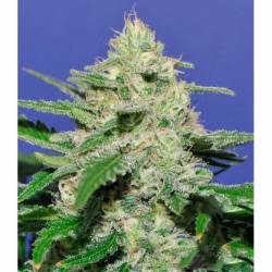 Widow Bomb Feminizada de Bomb Seeds