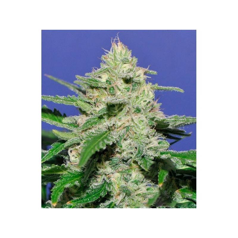 Widow Bomb Feminizada de Bomb Seeds