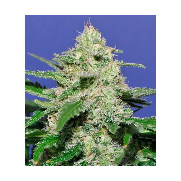 Widow Bomb Feminizada de Bomb Seeds