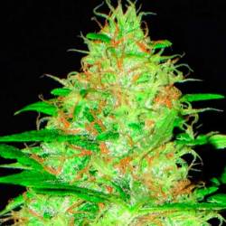 Kali Feminizada de Cbd Seeds