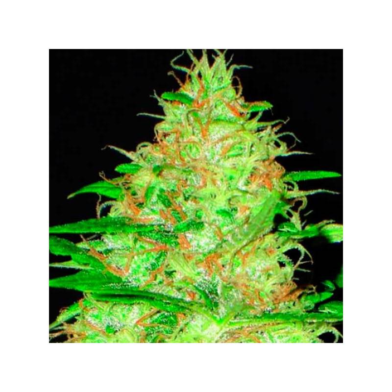 Kali Feminizada de Cbd Seeds