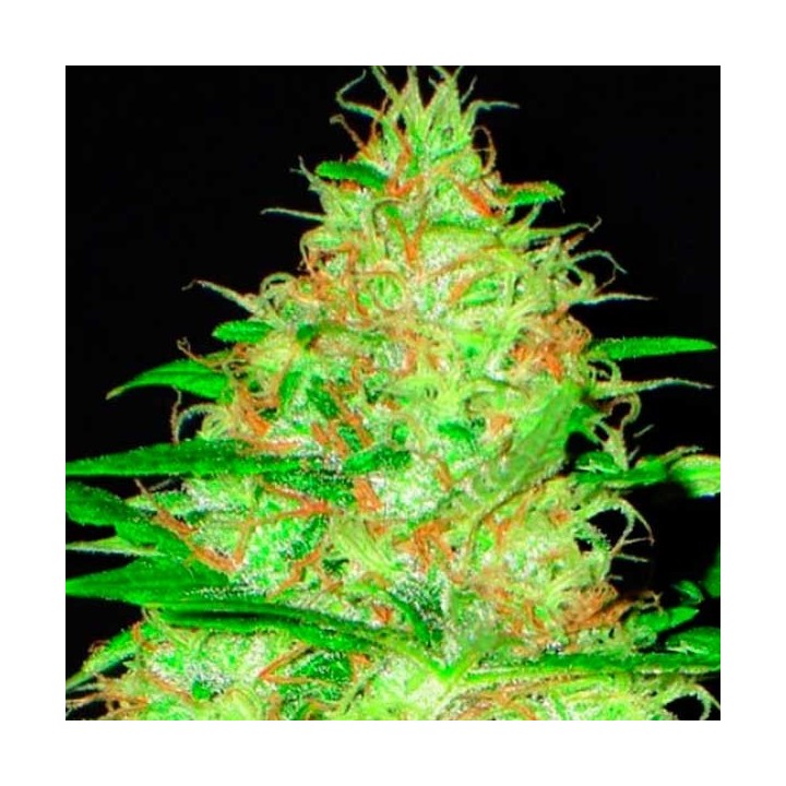 Kali Feminizada de Cbd Seeds