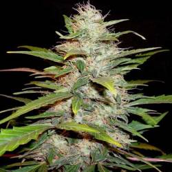 Lavender Feminizada de Cbd Seeds