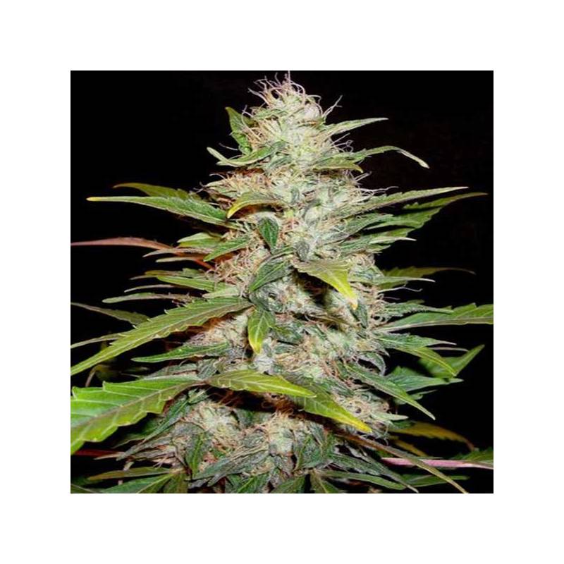 Lavender Feminizada de Cbd Seeds