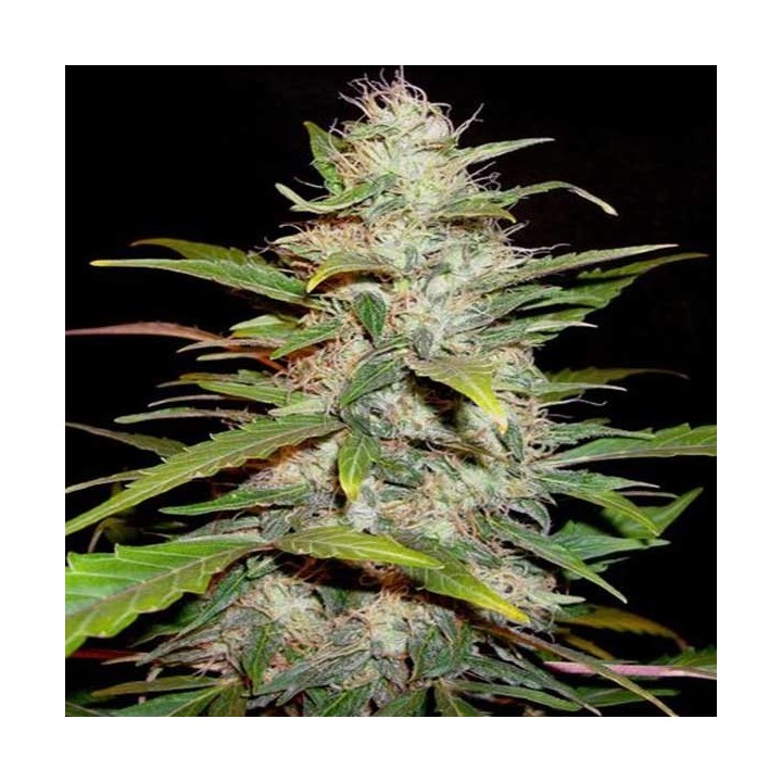 Lavender Feminizada de Cbd Seeds
