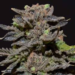 Magma Feminizada de Cbd Seeds