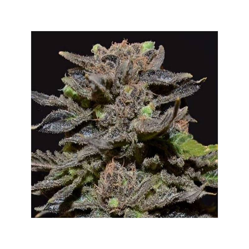 Magma Feminizada de Cbd Seeds