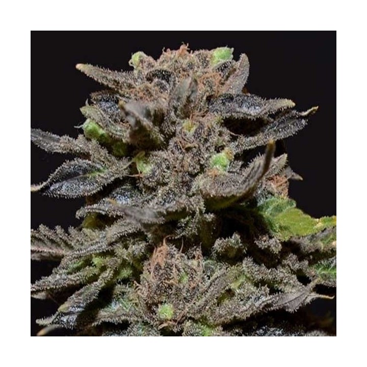 Magma Feminizada de Cbd Seeds