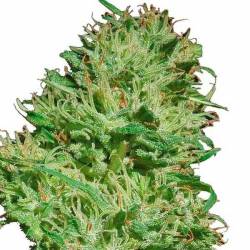 Mexican Haze Feminizada de Cbd Seeds