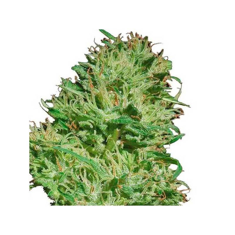 Mexican Haze Feminizada de Cbd Seeds