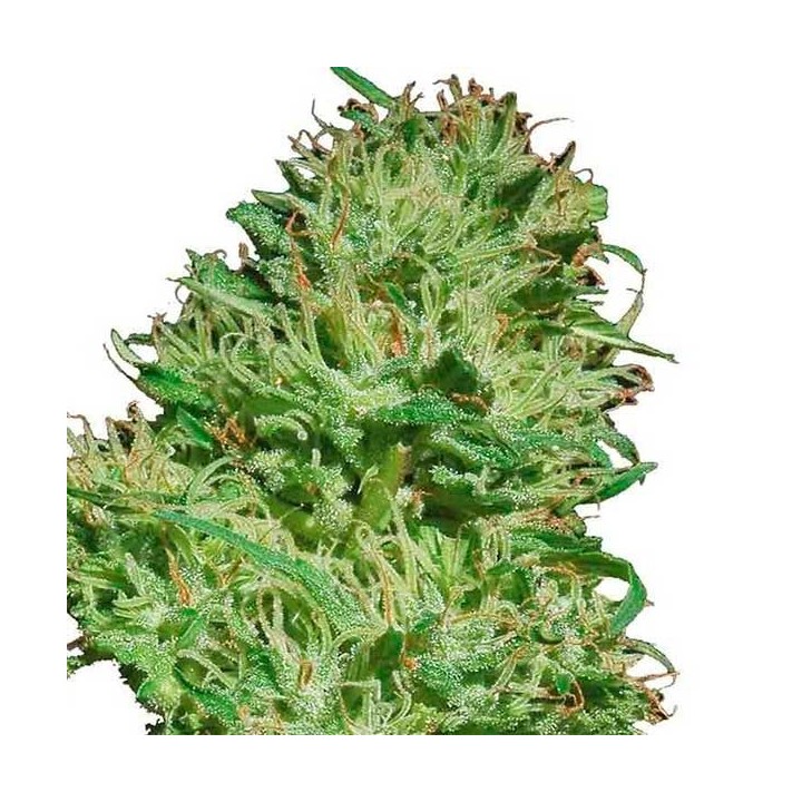Mexican Haze Feminizada de Cbd Seeds