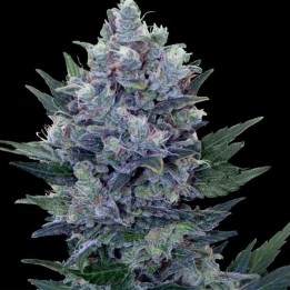 Northern Feminizada de Cbd Seeds