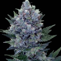 Northern Feminizada de Cbd Seeds