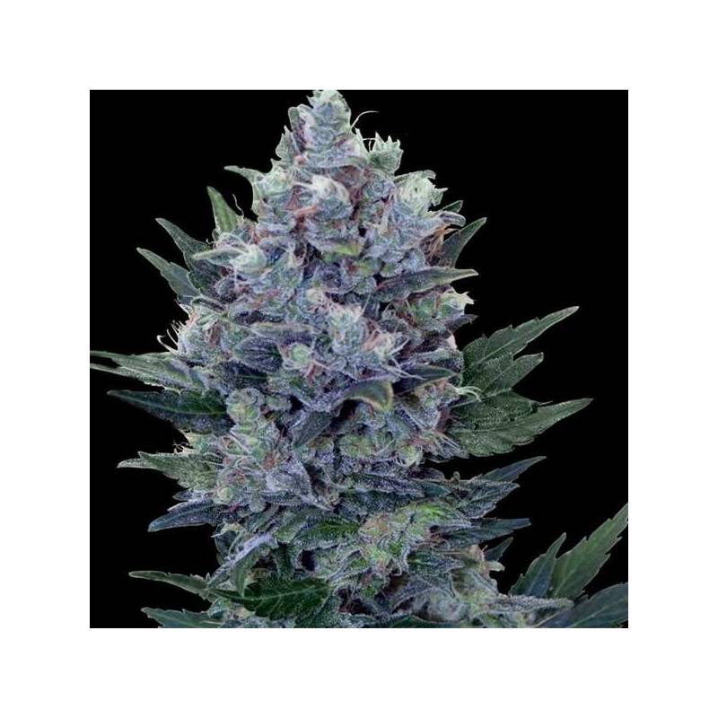 Northern Feminizada de Cbd Seeds