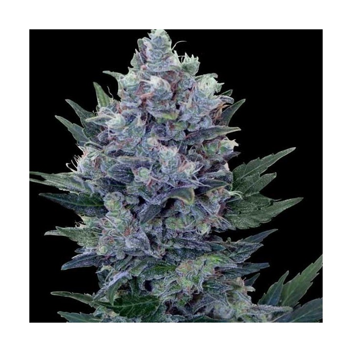 Northern Feminizada de Cbd Seeds