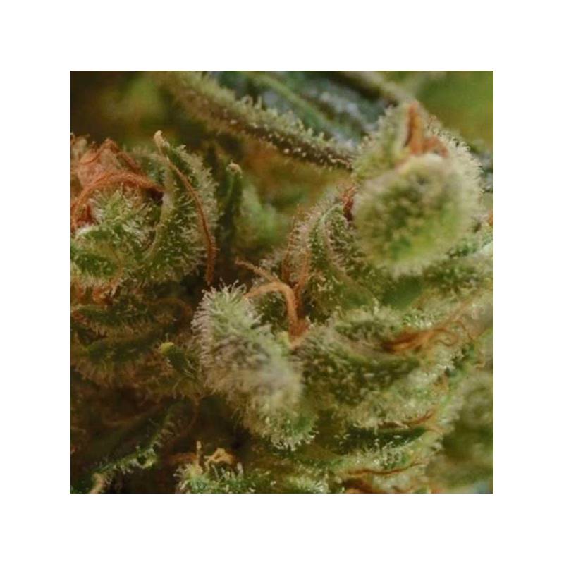 One To One Feminizada de Cbd Seeds