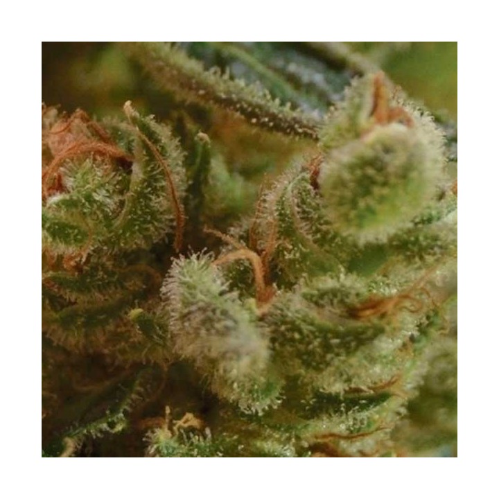 One To One Feminizada de Cbd Seeds