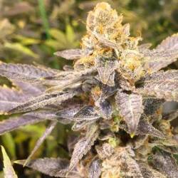 Orange Big Bud Feminizada de Cbd Seeds