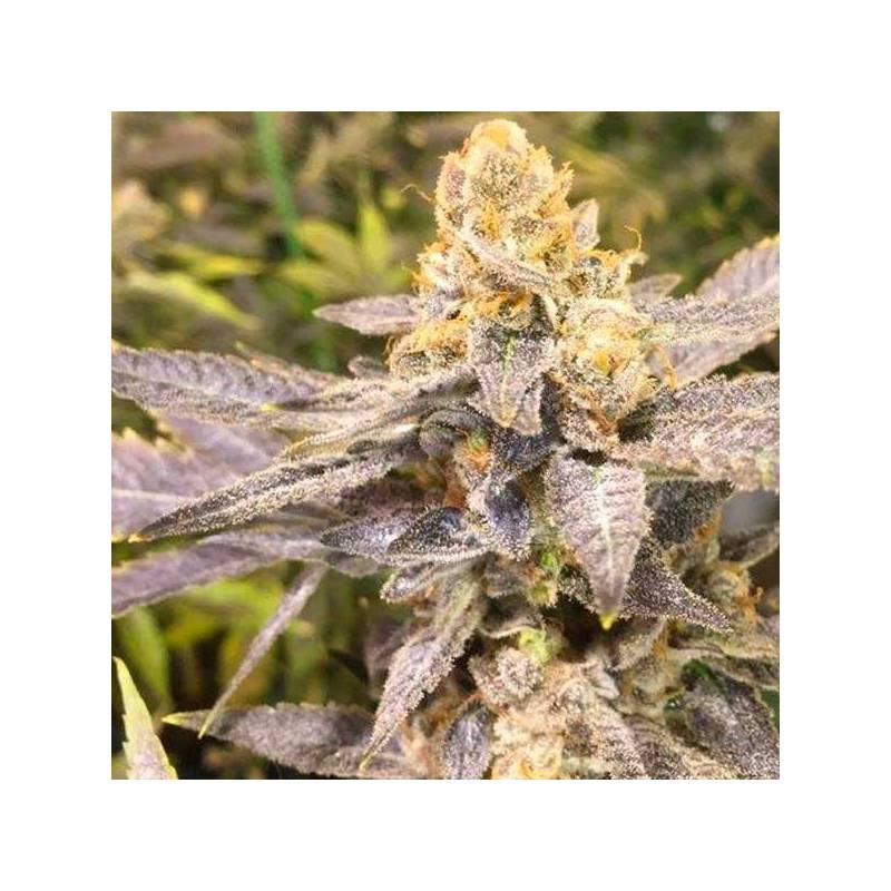 Orange Big Bud Feminizada de Cbd Seeds