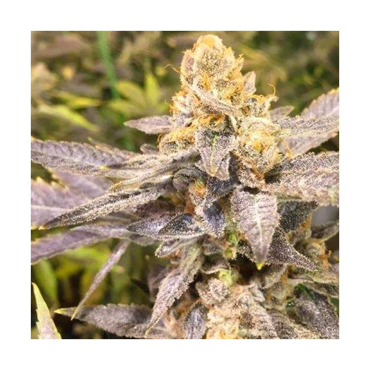 Orange Big Bud Feminizada de Cbd Seeds