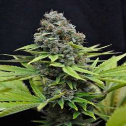 Shark Feminizada de Cbd Seeds