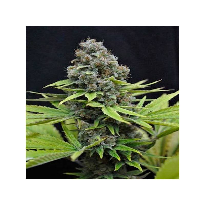 Shark Feminizada de Cbd Seeds