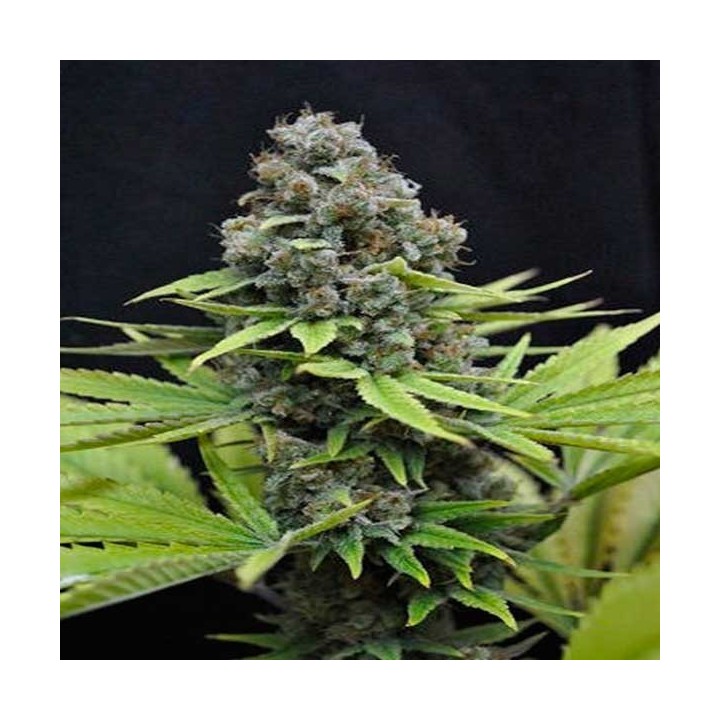 Shark Feminizada de Cbd Seeds