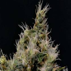 Vanilla Haze Feminizada de Cbd Seeds