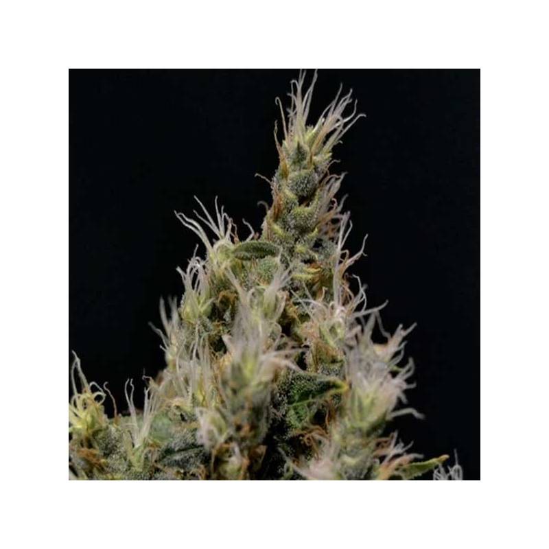 Vanilla Haze Feminizada de Cbd Seeds